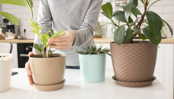 Low-Maintenance Options